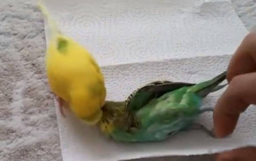 Videos de impacto - 18 de noviembre