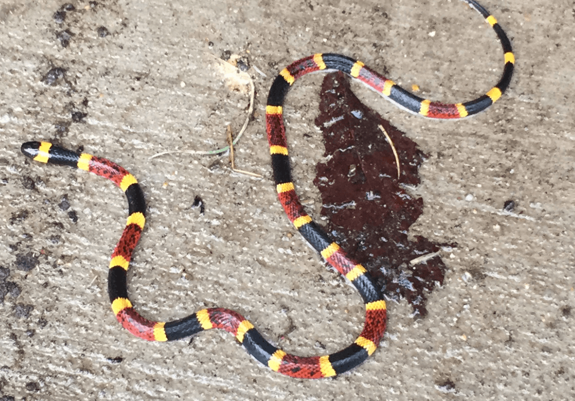 La serpiente de coral o 'coral snake' es tímida y rara vez se le ve. Estas serpientes poseen uno de los venenos más potentes.