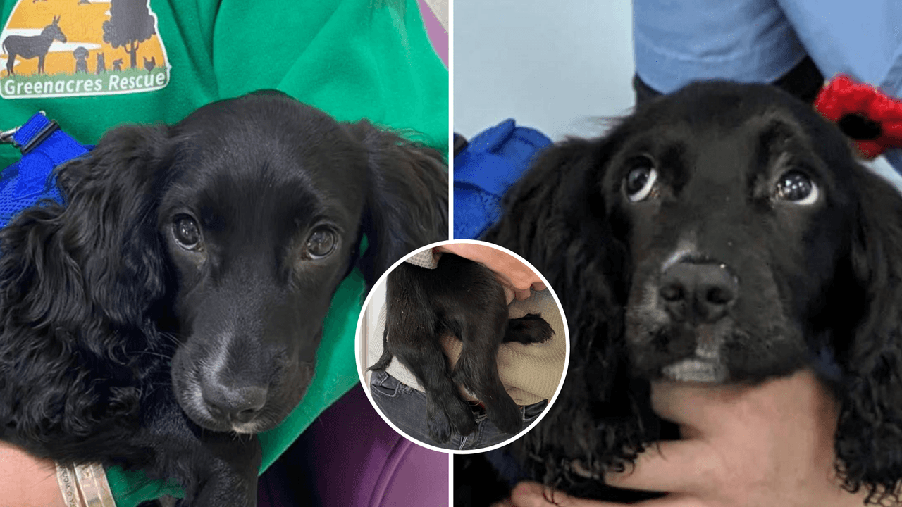 Perrita nació con seis patas y fue abandonada: su historia de supervivencia cautiva a Internet