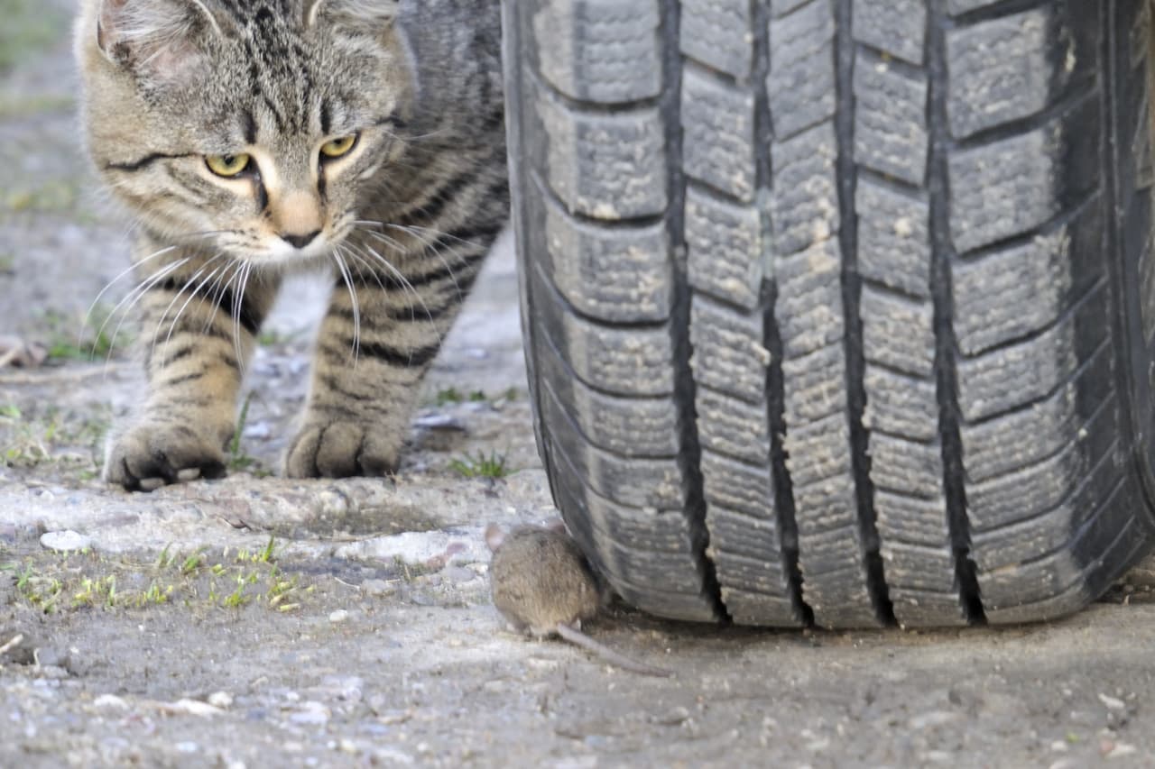 Otra forma fácil de ahuyentarlos es
<b>tener un gato como mascota.</b>