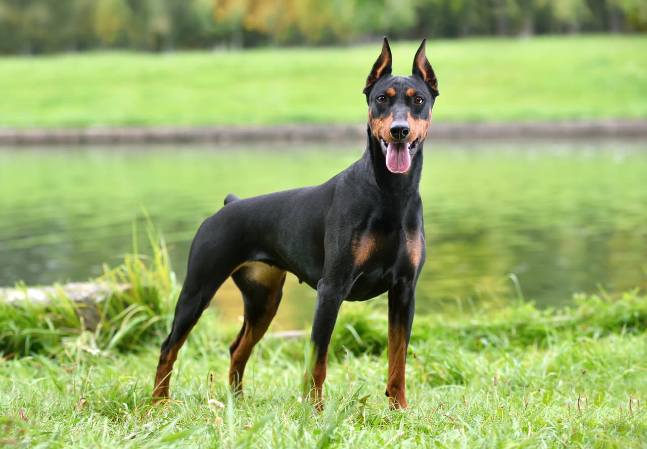 <h3 class="cms-H3-H3">5. Doberman pinscher</h3>
<br>
<br>Una raza que sobresala 
<b>por su notada resistencia y velocidad</b>, es considerado un perro ideal para ser guardián o ayudar en labores policiales.