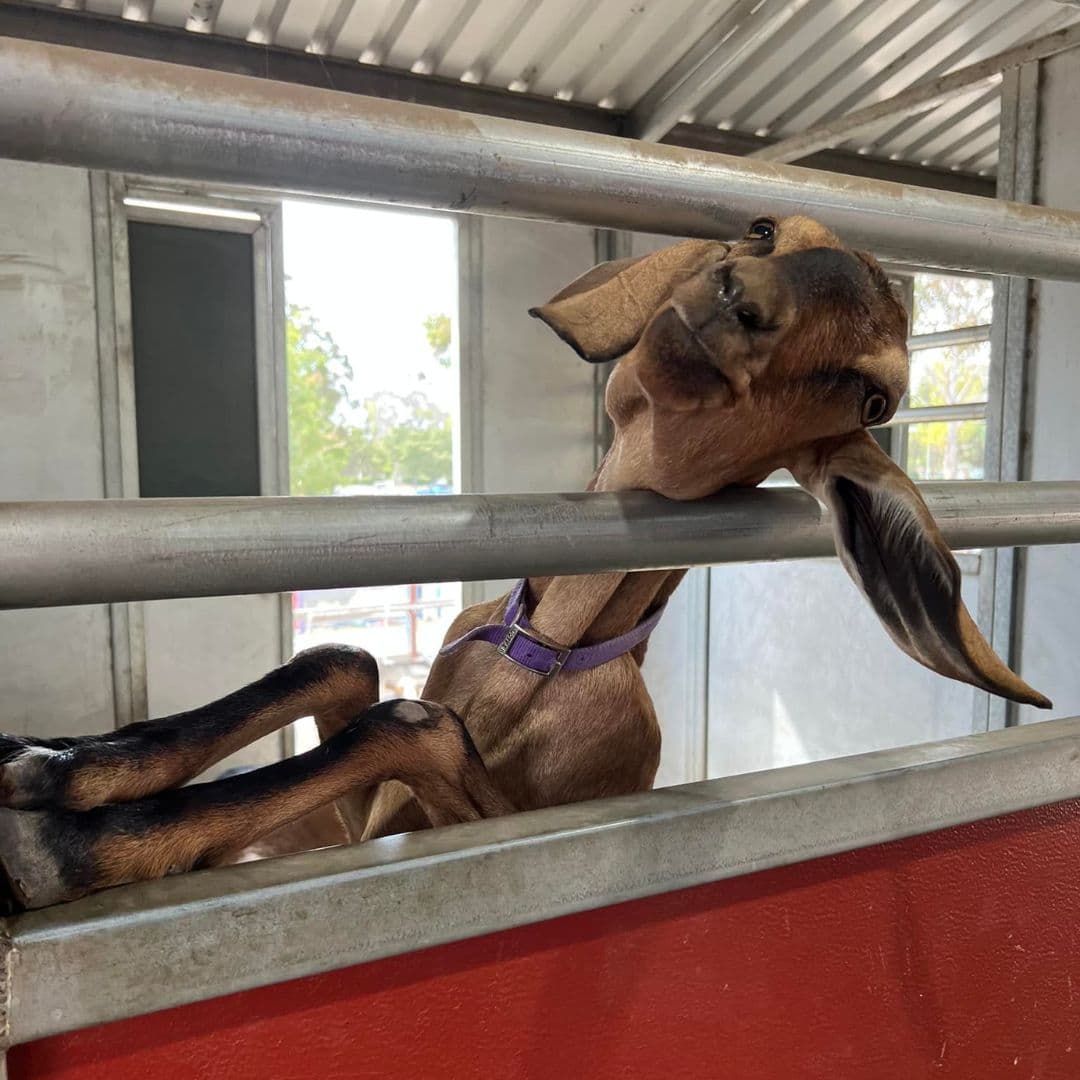 Si te gusta visitar animales, considera pasar una hora en Animal Assisted Happiness en Sunnyvale. Es un santuario de animales con un toque de fantasía donde hallarás diversión y sonrisas en mente.
<br>