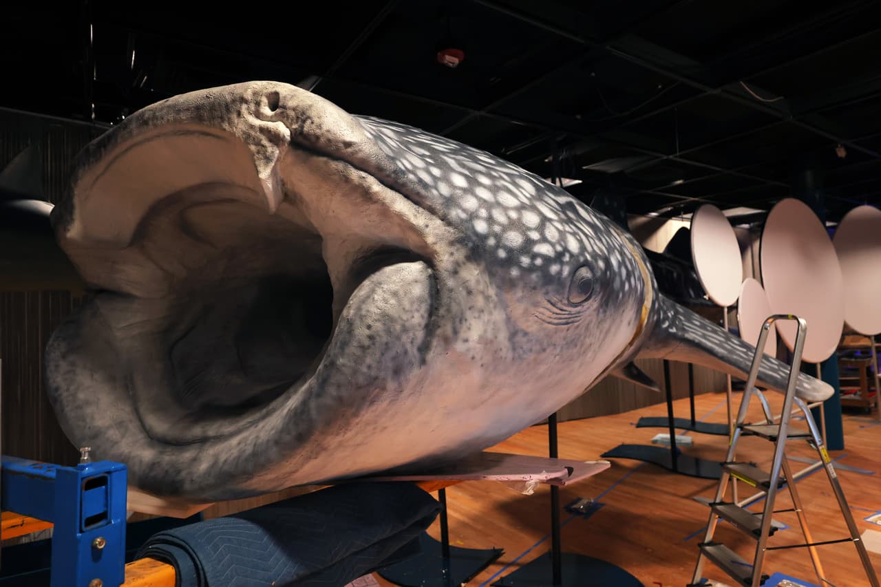 Desde el 15 de diciembre y hasta el 22 de agosto, los asistentes a este museo podrán conocer más acerca de los tiburones.