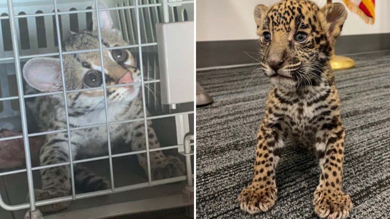 Intentan vender un jaguar en el estacionamiento de una tienda y terminan arrestados en San Antonio