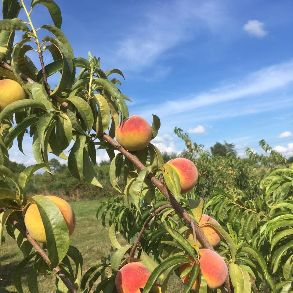 <b>Buttermilk Creek Farm: </b>Cuenta con arándanos, moras, duraznos y manzanas. La granja cerró sus puertas en 2020, pero reabrirá al público en el verano de 2021. Dirección: 1905 State Rd 1584, Burlington, NC 27217.