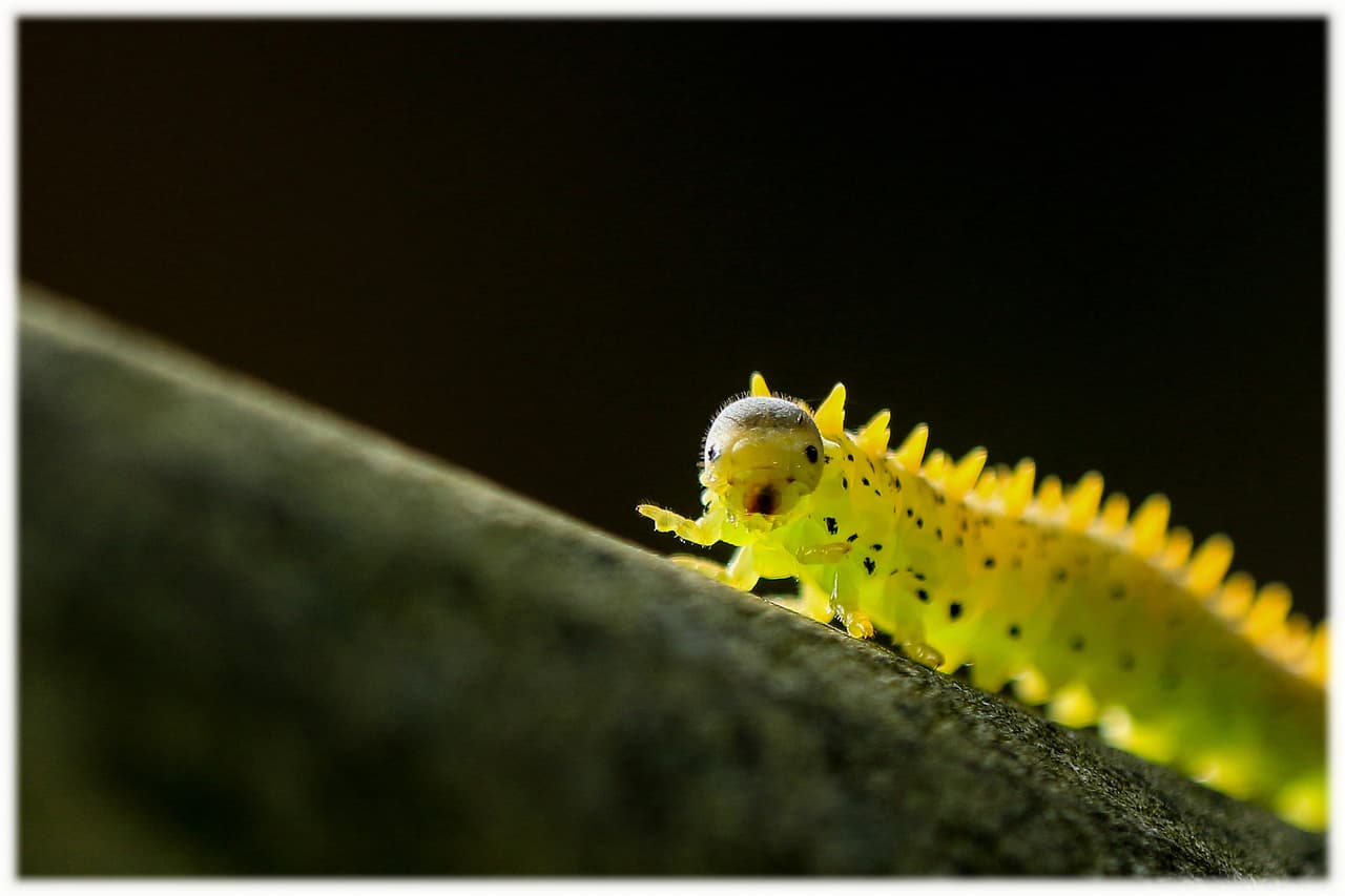 "¿En qué dirección?" Luminoso gusano forografiado por Aster Leung en Hong Kong.