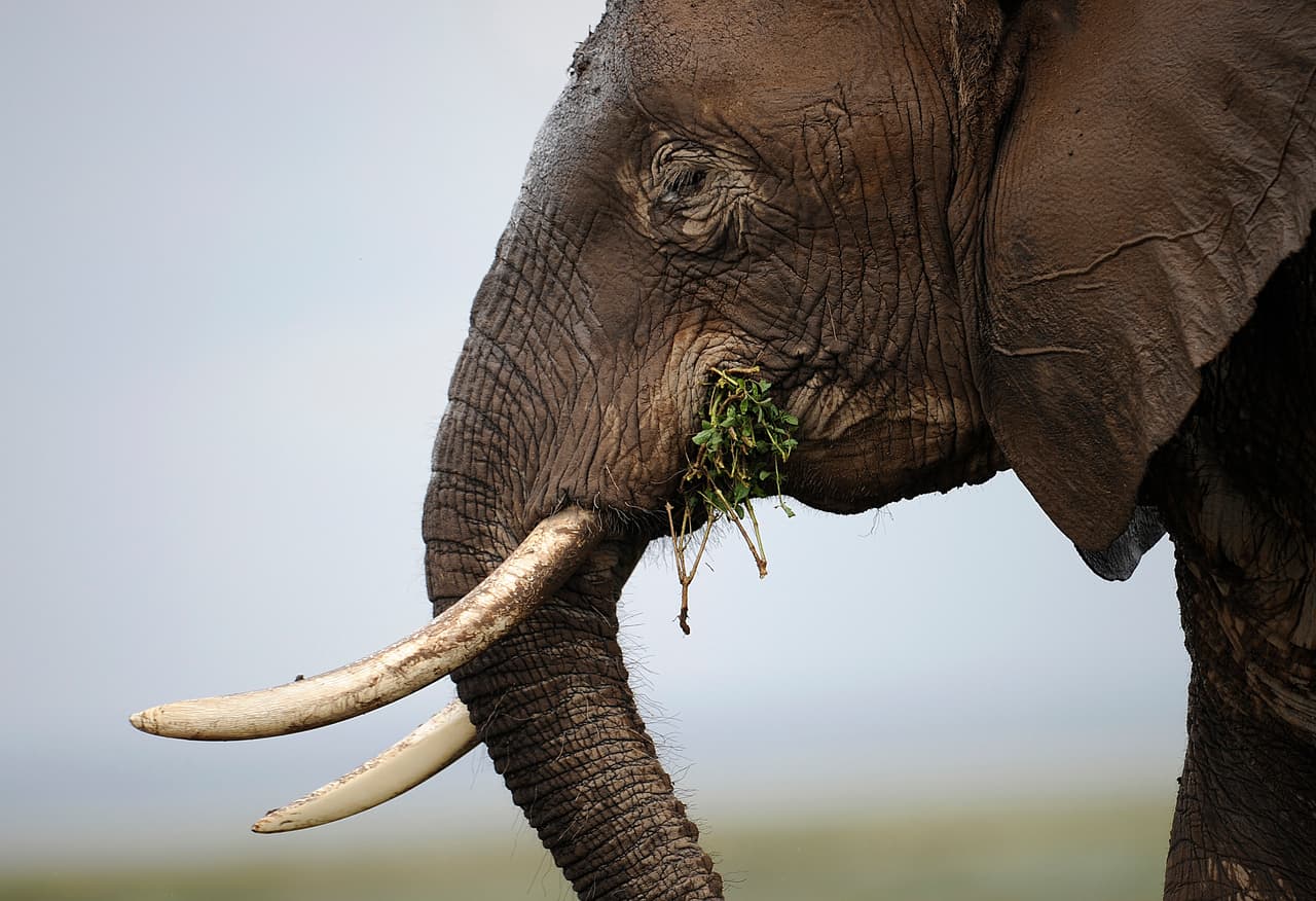 Photo made on December 30, 2012 shows an elephant at the Amboseli game reserve, approximately 250 kilometres south of Kenyan capital Nairobi. Drawing to its close today, this year 2012, according to the International Fund for Animal Welfare, IFAW, stands out as the ''annus horriblis'' (Latin for 'year of horrors') for the World's largest land mammal with statistics standing at 34 tonnes of poached ivory having been seized, marking the biggest ever total of confiscated ivory in a single year, outstripping by almost 40 per cent last year’s record of 24.3 tonnes. Earlier this year, in just six weeks, between January and March 2012, at least 50 per cent of the elephants in Cameroon’s Bouba Ndjida National Park were slaughtered for their ivory by horseback bandits. Most illegal ivory is destined for Asia, in particular China, where it has soared in value as an investment vehicle and coveted as “white gold.” AFP PHOTO/Tony KARUMBA (Photo credit should read TONY KARUMBA/AFP/Getty Images)