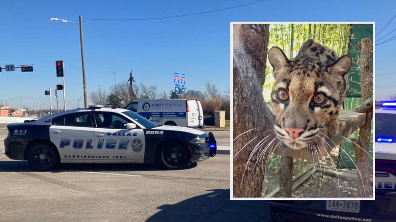 Reportan que un leopardo escapó de su hábitat en el Dallas Zoo