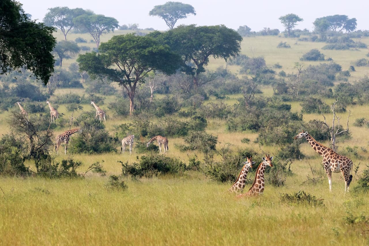 Murchison Falls, un espacio protegido en Uganda, es uno de los mejores lugares del mundo para ver las jirafas en la naturaleza.