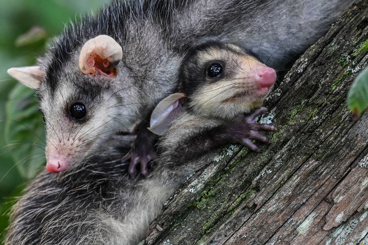 En algunas regiones en México, especialmente en la península de Yucatán, se les llama “zorros o zorras”. De la misma forma se les refiere en zonas de Ecuador, Nicaragua, Venezuela o Panamá. Sin embargo, aunque ese término sea usado de forma popular al igual que “comadreja”, en realidad es el de animales distintos.