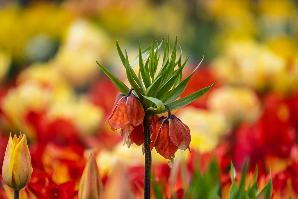 Entre los tulipanes distinguen también las 'Crown Imperial Lily', que florecen de una forma particular.