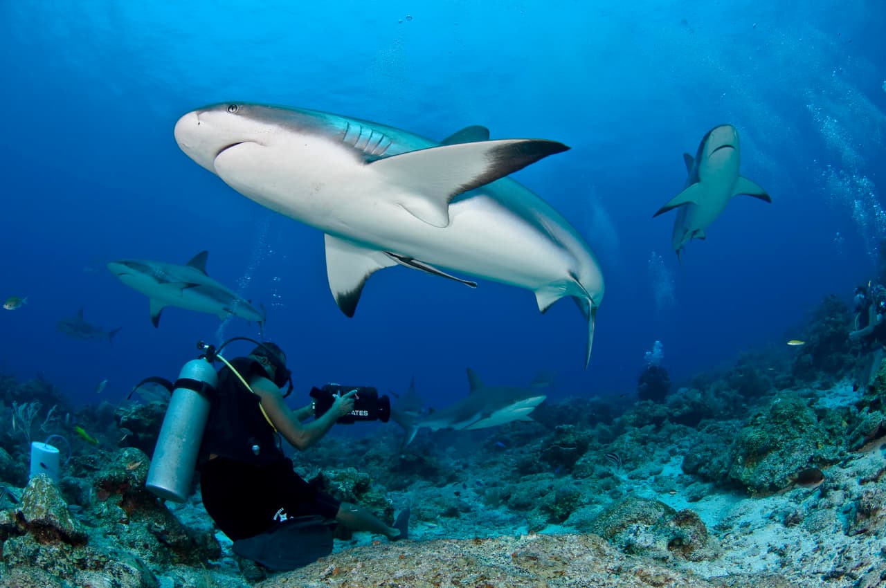 Ya que este sitio tiene una función de reserva natural y por tanto se evita poner en riesgo a los millones de especios que felizmente viven aquí.
