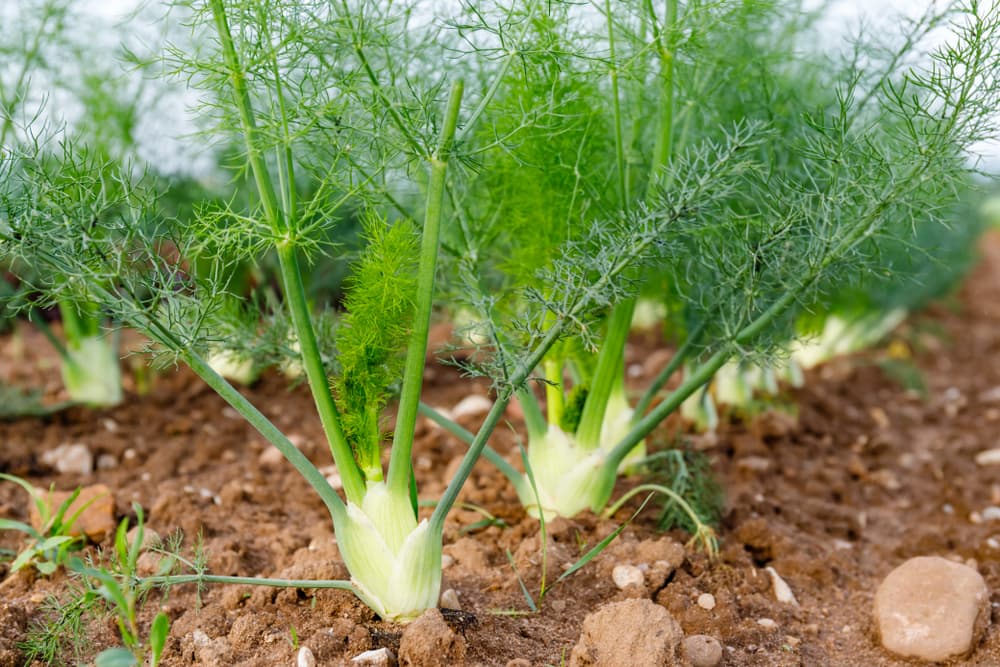Ahora, a nivel esotérico también se supone que hace maravillas. El hinojo es una hierba de buena suerte que puede protegerte de cualquier espíritu malvado que quiera hacerte daño.
