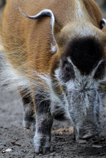 Tienen mucho por hacer, demasiado por comer y varias horas para descasar. ¿Súper agotador, no?