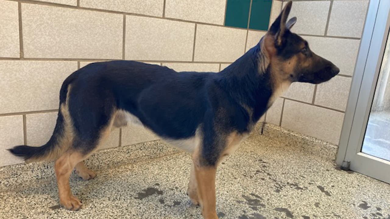 Los animales estaban en una casa en Spring, al norte de Houston.