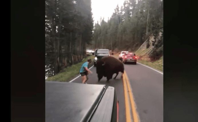 Pasará 130 días en la cárcel por hostigar a un bisonte en el parque nacional Yellowstone 