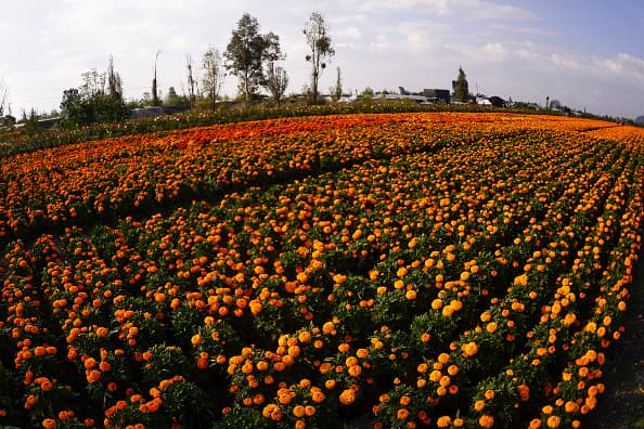 De acuerdo con información de la 
<a href="https://www.gob.mx/sep/articulos/flor-de-cempasuchil-tradicion-cultura-y-simbolo-de-mexico?idiom=es" target="_blank">Secretaría de Educación Pública de México</a> a esta flor también se le atribuyen cualidades curativas para afectaciones de la salud como dolor de estómago, diarrea, fiebre y padecimientos respiratorios. 
<br>