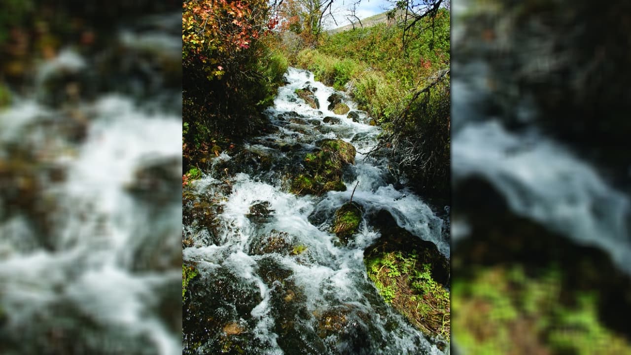 <b>Cascade Springs:</b> Es un refrescante oasis rodeado de vegetación y atractivas cascadas en el 
<b>Bosque Nacional de Uinta</b>, en la cordillera de Wasatch, al este de American Fork Canyon y al oeste del parque estatal de Wasatch Mountain. Una gran variedad de mamíferos y aves pasan por allí, como 
<b>nutrias, castores, ciervos, alces y numerosos pájaros cantores</b>.