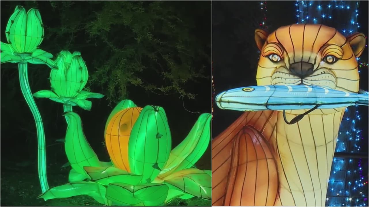 Un renovado show Zoolights arranca en el Zoológico de Phoenix: Mira todo lo que puedes encontrar