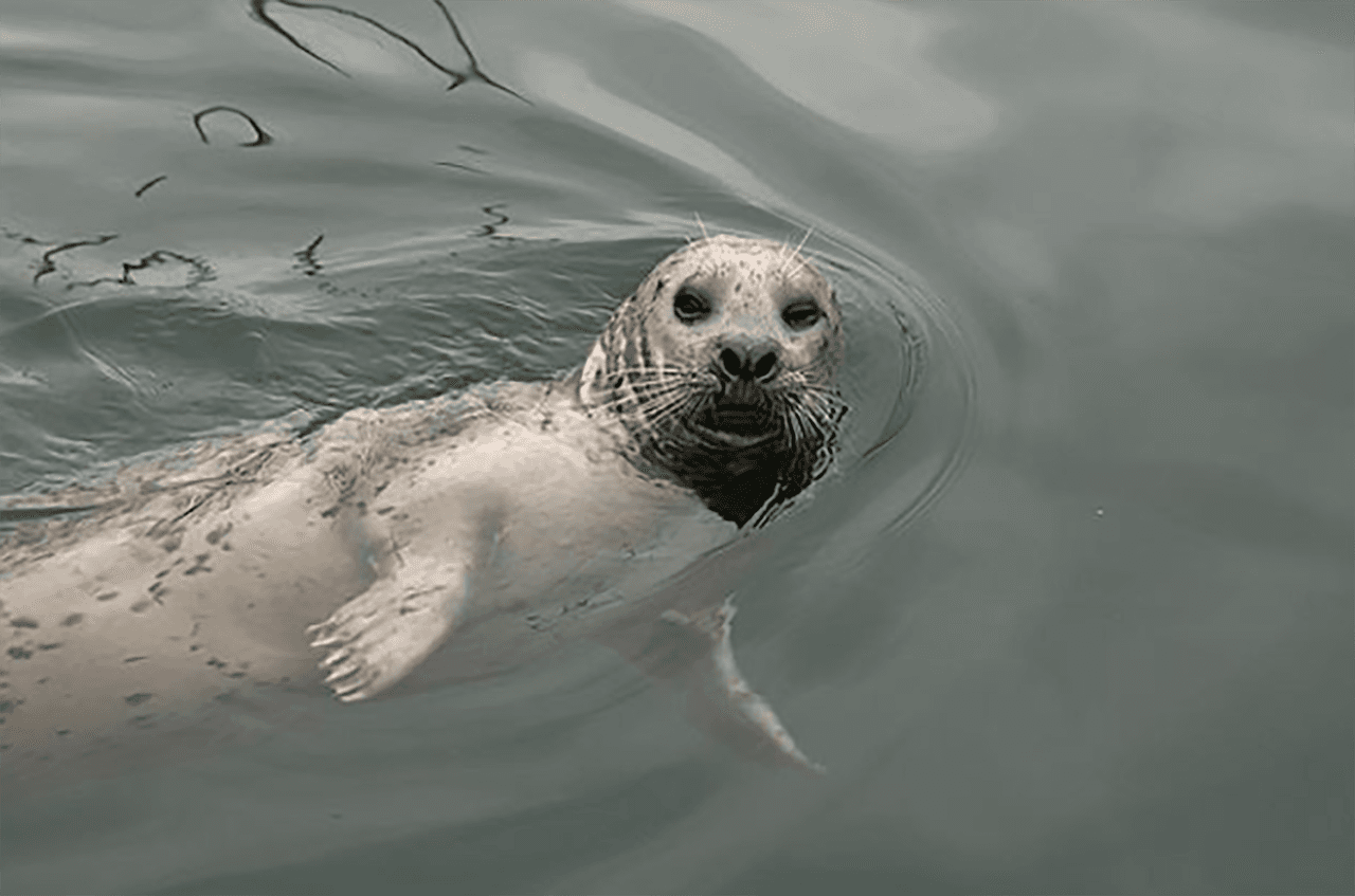 Esta nutria no pierde la oportunidad para mirar a la cámara de los visitantes al zoológico.