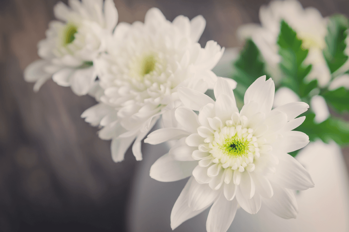 ¿Es cierto que estas son las 10 mejores plantas (según la NASA) para limpiar el aire en casa?