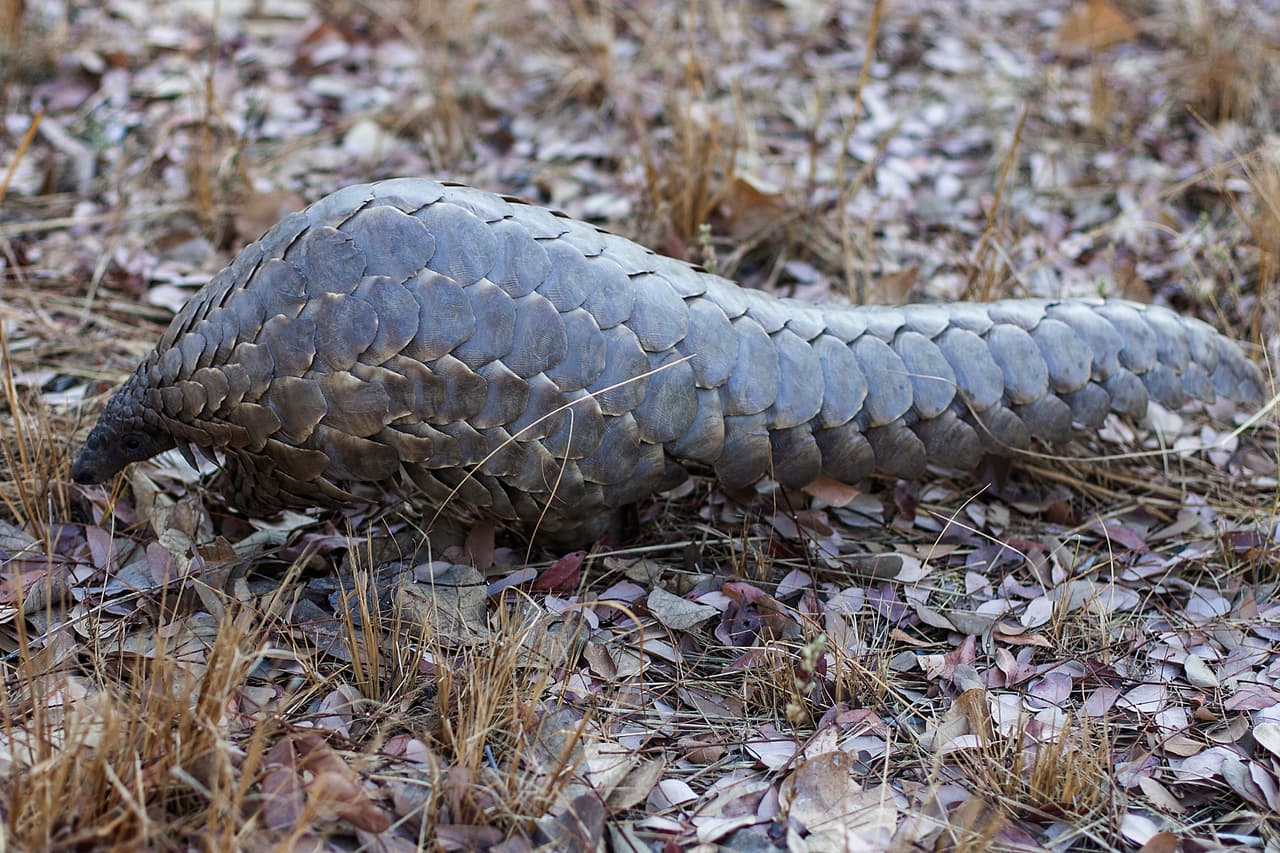 TO GO WITH AFP STORY BY SUSAN NJANJI "Marimba", a female pangolin weighing 10kgs,that has been nine years in care at Wild Is Life animal sanctuary in Zimbabwe, roams in the bush just outside the country's capital Harare on September 22, 2016. They are ordinarily reclusive and often don't make the headlines, but pangolins are the world's most heavily trafficked mammal and conservationists want their protection scaled up. Demand for pangolin meat and body parts is fuelling a bloodbath and driving the secretive scaly ant-eating mammals to near extinction. / AFP / Jekesai NJIKIZANA (Photo credit should read JEKESAI NJIKIZANA/AFP/Getty Images)