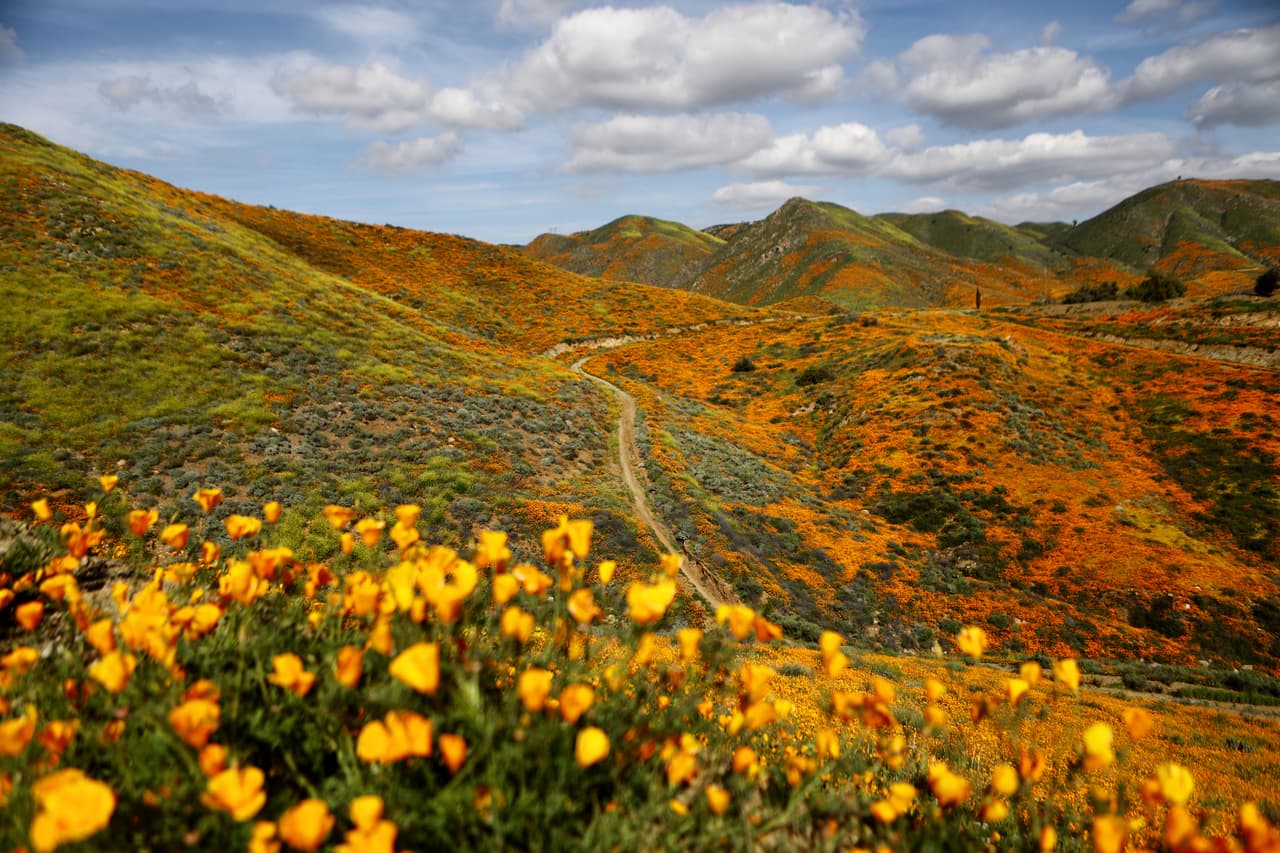 <b>Zonas desérticas de California cubiertas de flores.</b> El campo que rodea el lago Elsinore y otras zonas áridas del sur de ese estado se llenaron de color. 
<a href="https://www.univision.com/noticias/trending/coloridos-jardines-en-el-desierto-california-se-llena-de-flores-gracias-a-las-lluvias-fotos">Este fenómeno, conocido como ‘superflorecimiento’ es el resultado de las lluvias de invierno más intensas de lo normal en la zona</a> y durará sólo algunos días.
