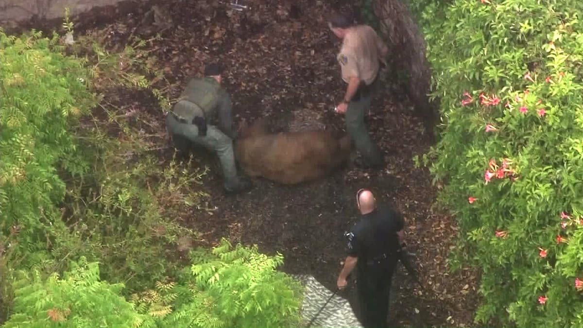 Sacrifican a una osa tras ser atropellada en una autopista de Los Ángeles