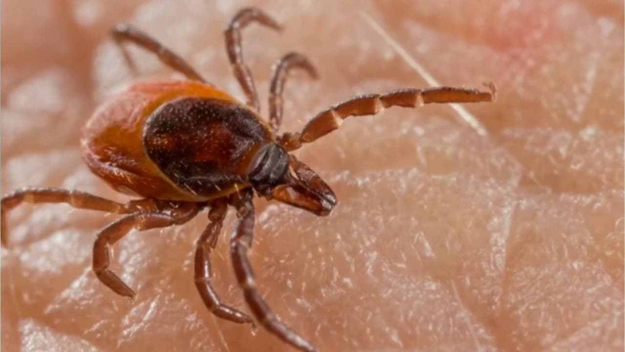 Enfermedades transmitidas por garrapatas van en aumento: ¿Qué hay que saber?