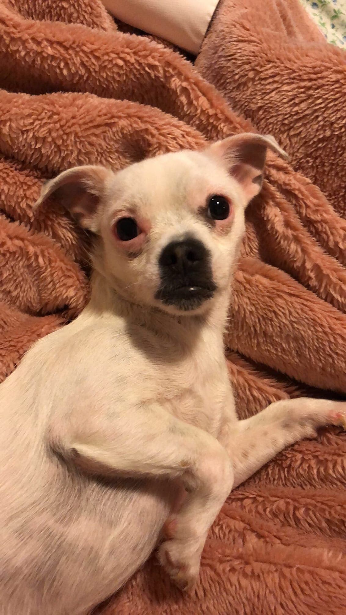 Max 💕es el hijo perruno de Bety Hernández.