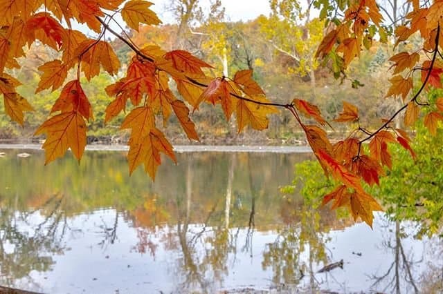 La reserva forestal del condado Fullersburg es otra zona donde los colores del otoño son verdaderamente impresionantes.
