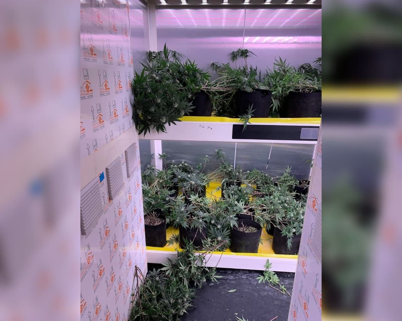 Un 
<b>invernadero de marihuana</b> ilegalmente establecido fue descubierto por la policía en una residencia de la 
<b>cuadra 4900 de Paramount Court</b>, en Fairfield.
<br>