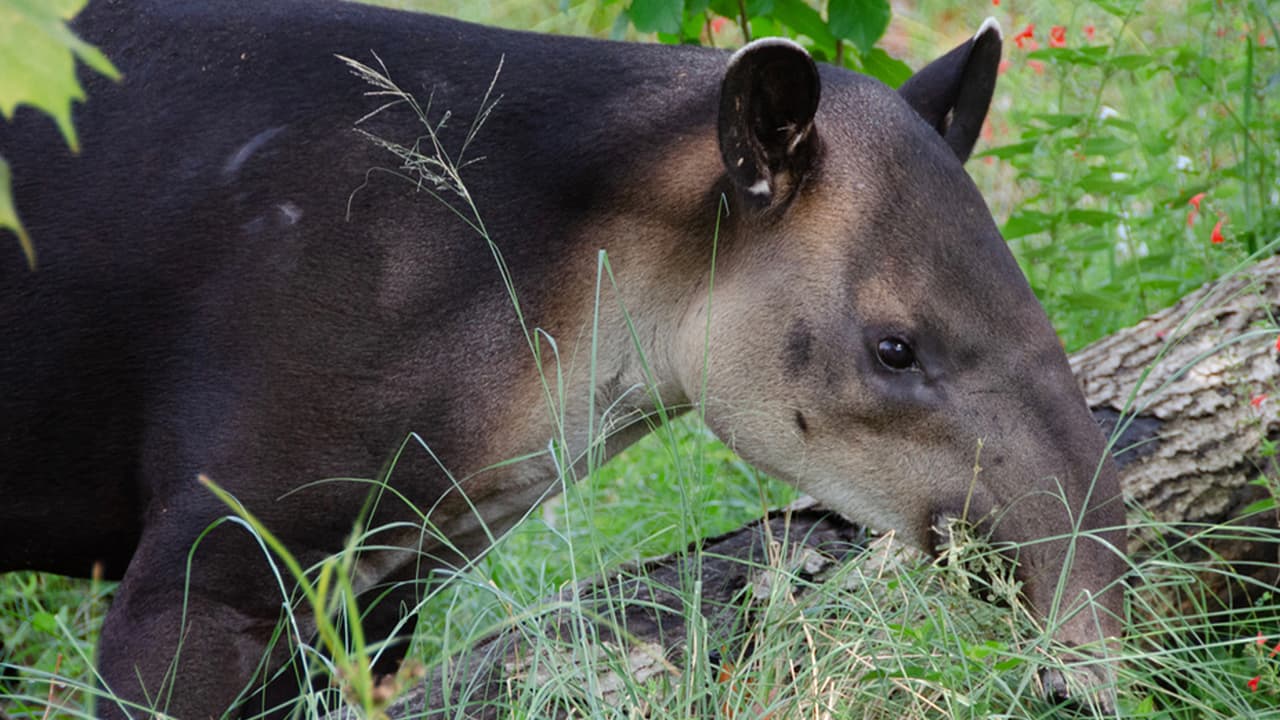 Siguiendo las últimas recomendaciones de los CDC, el
<b><a href="https://twitter.com/houstonzoo/status/1393569806276759552" target="_blank">Zoológico de Houston</a></b> ya no requerirá a los visitantes el uso de mascarillas, solamente si participan recorridos. "Se recomienda a los visitantes que no han recibido la vacuna contra el coronavirus que mantengan el distanciamiento social y usen su cubrebocas", indica el Zoológico a través de un comunicado