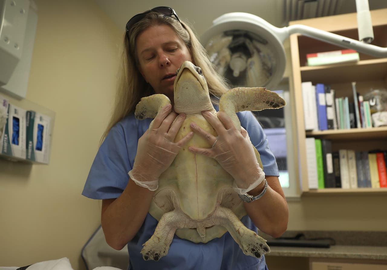 La veterinaria de FWC Heather Barron revisa la salud de una tortuga del golfo que fue encontrada en tierra después de enfermarse en la marea roja el 1 de agosto de 2018 en Sanibel, Florida.