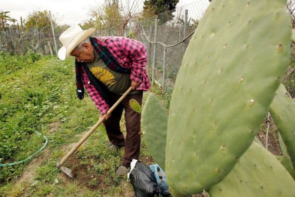 Los nopales son una gran fuente de calcio, contienen fibras y diversas vitaminas, su modo de preparación es fácil y además son deliciosos ¿necesitan otro motivo para estar en tu mesa durante los festejos del 5 de mayo?