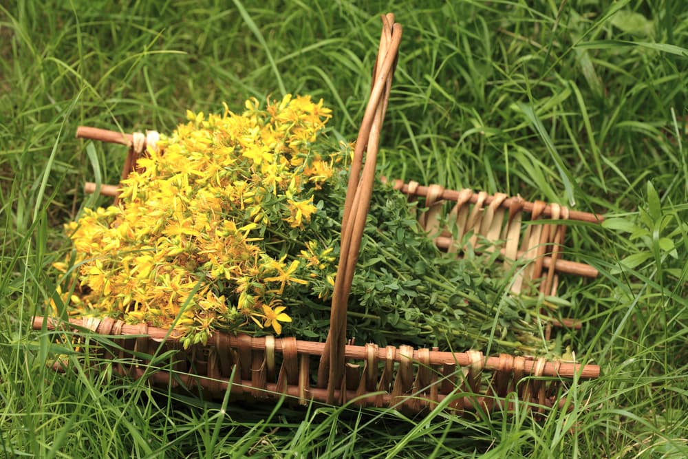 Durante la Edad Media, se le conocía como 'Fuga daemonum', por esta misma creencia que hacía huir a los demonios y fuerzas del mal. Lo que hacían era quemar manojos secos de hierba de San Juan en iglesias, monasterios y hogares, pues creían que el olor alejaba a todo tipo de maldad.