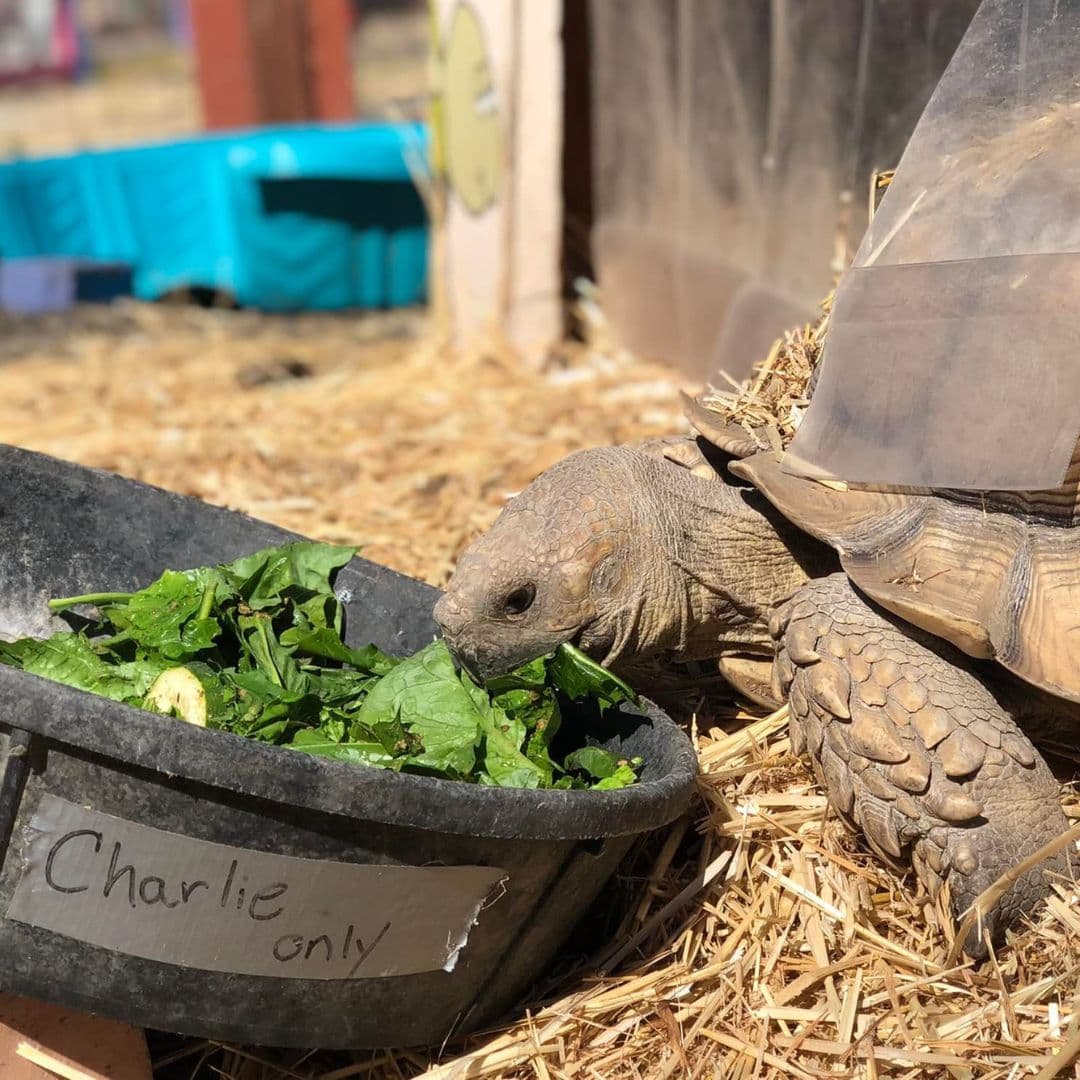 Su personal es básicamente voluntarios adolescentes y adultos. Animal Assisted Happiness es el hogar de toda una variedad de animales. 
<br>