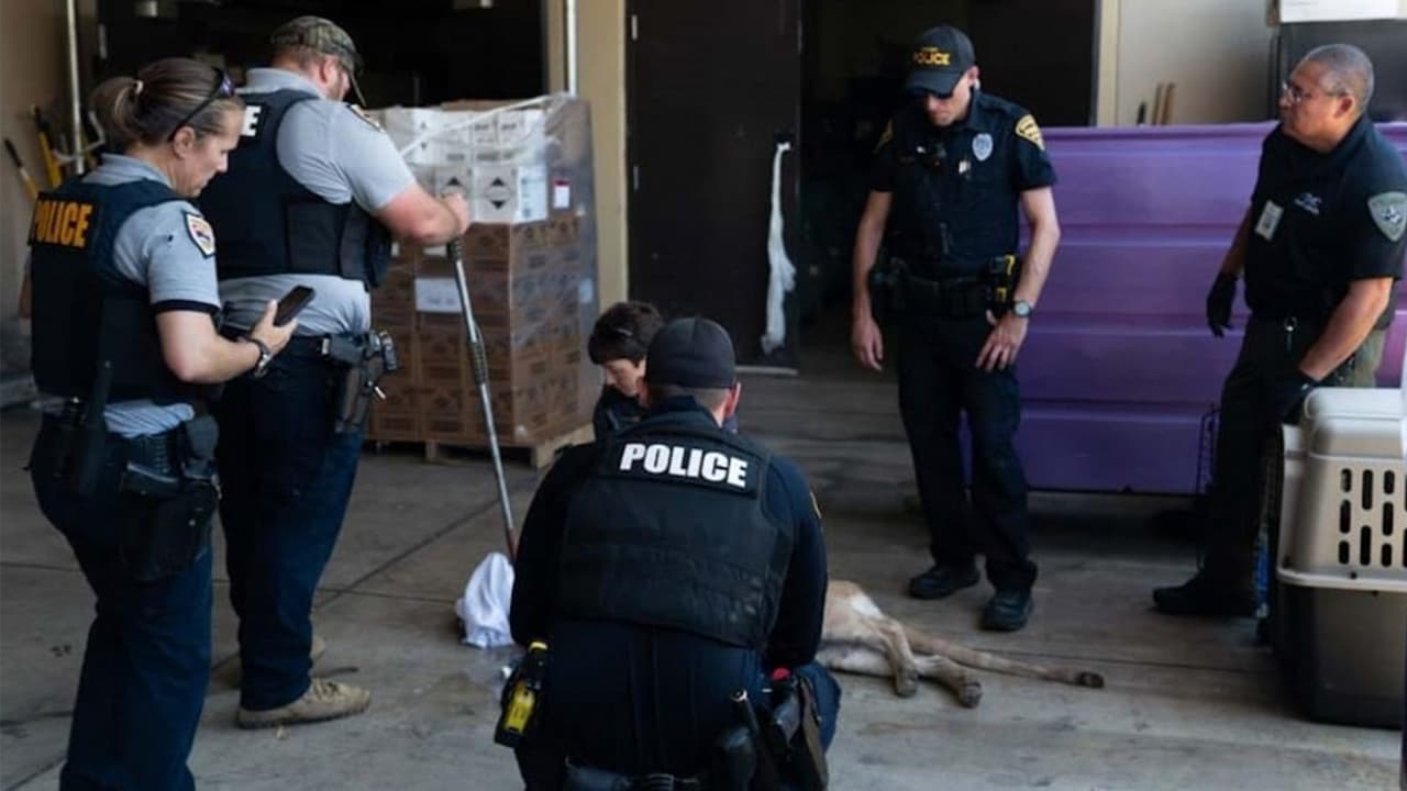Finalmente los miembros de AZGFD pudieron sacar al puma del lugar de forma segura sin mayores daños y sin lesiones.
