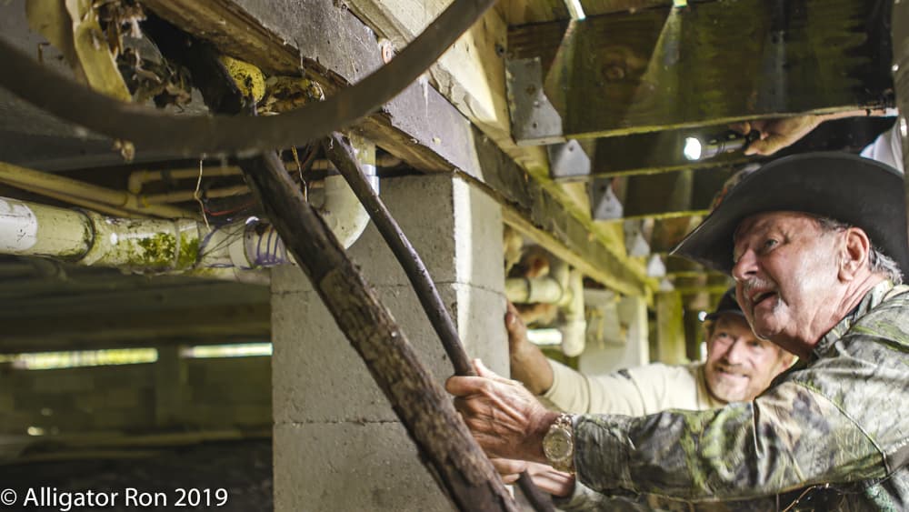 Begeron explicó que la pintón es una especie invasora que está destruyendo la cadena alimenticia natural, porque es un depredador.