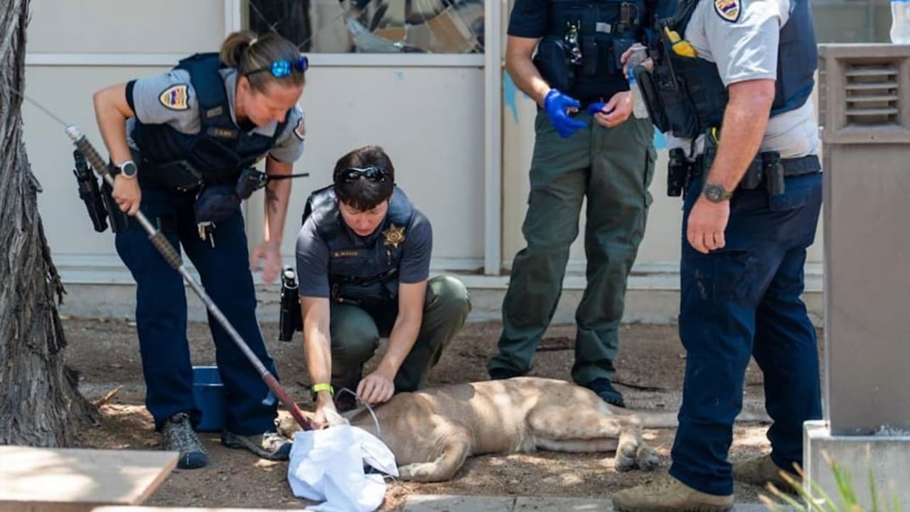 Según la policía, el enorme felino había causado ya daños a una ventana, por lo que se llamó al equipo de Caza y pesca de Arizona.