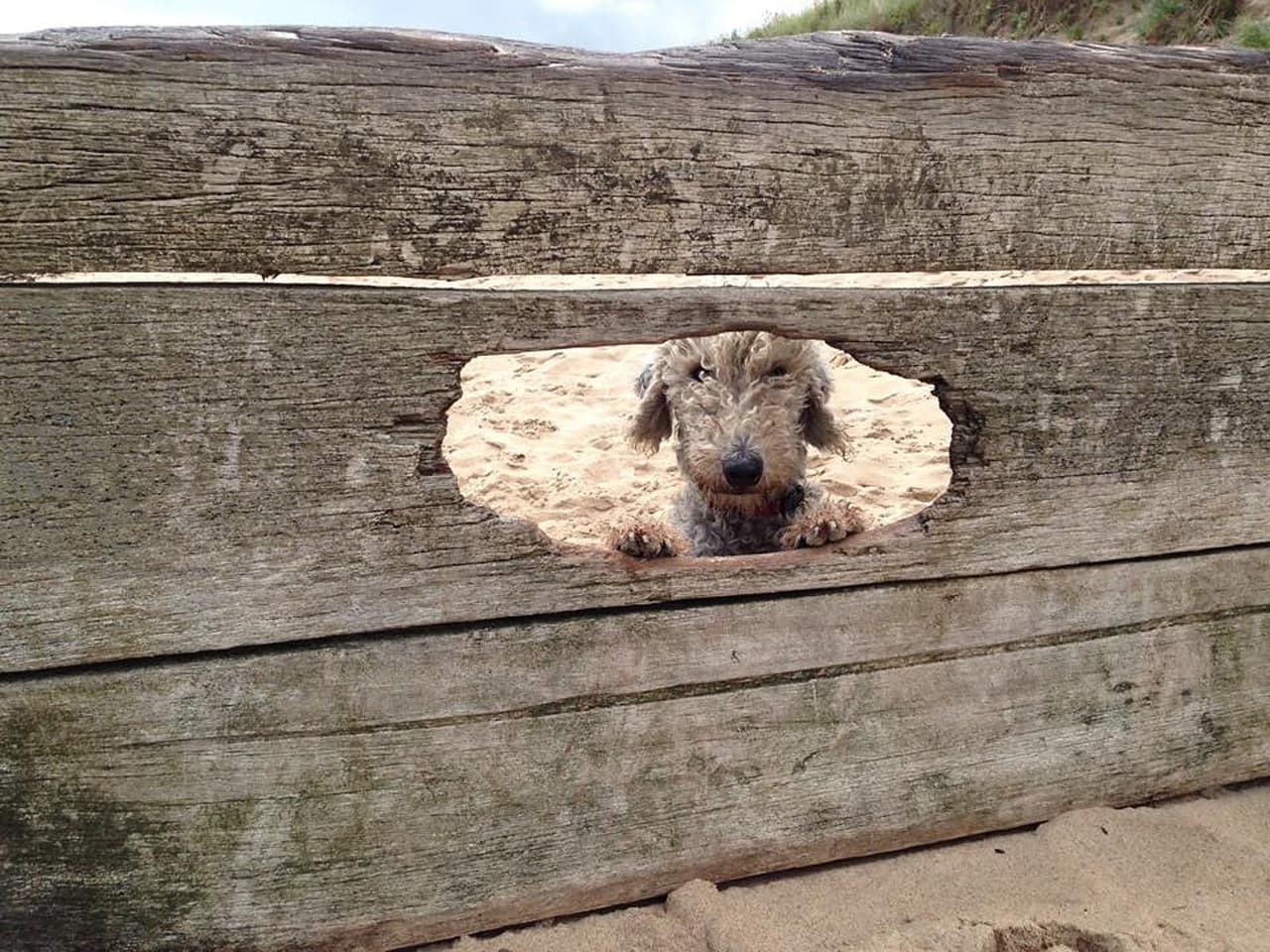 ¿Un perro ‘cool’? ¡Este lo es!