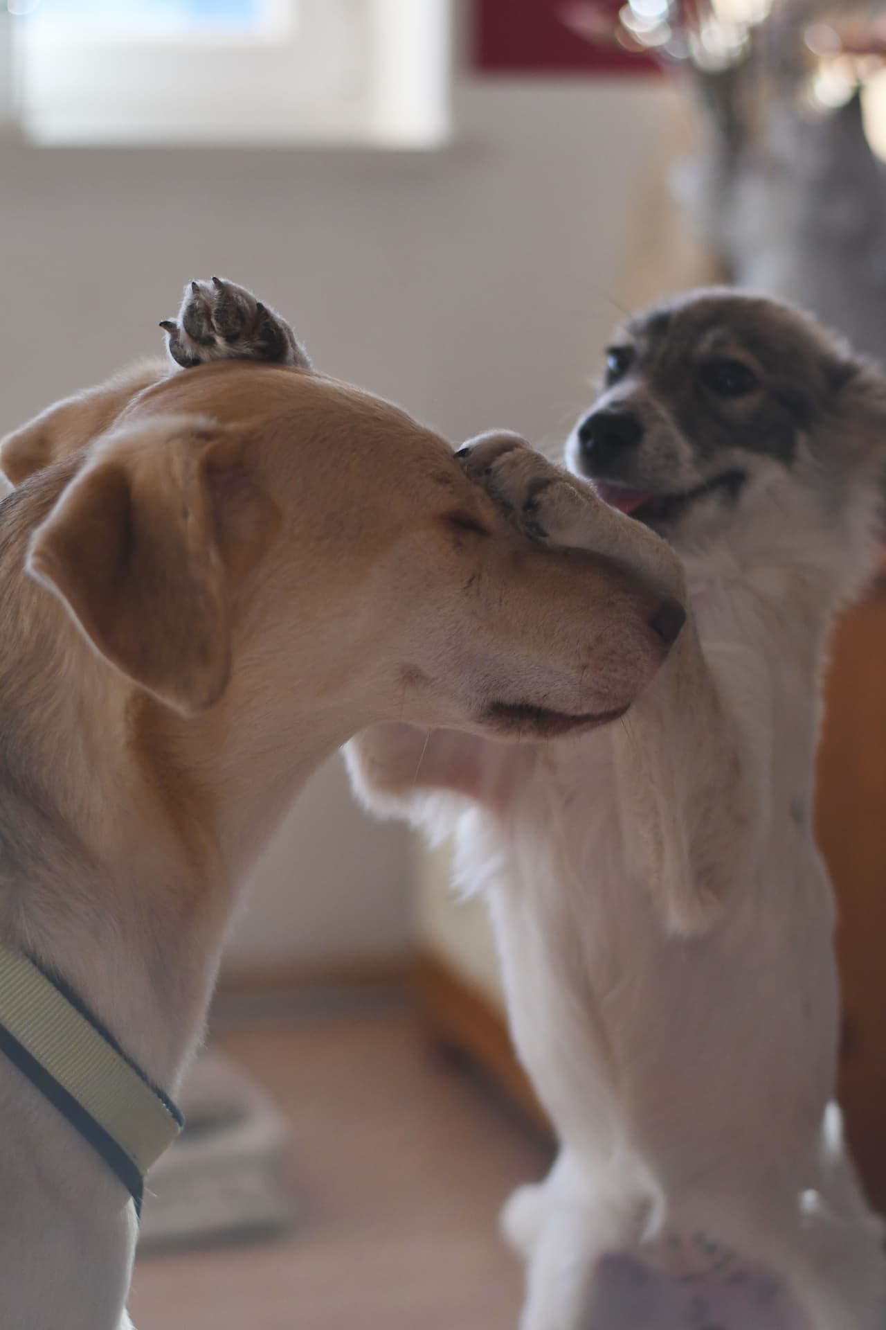 <b>‘Un pequeño masaje’</b>
<br>
<br>“Ambos perros fueron rescatados en un refugio Rumanía. La grande se llama Milly y disfruta visiblemente del masaje que le da la pequeña Holly”, cuenta la fotógrafa.
<br>