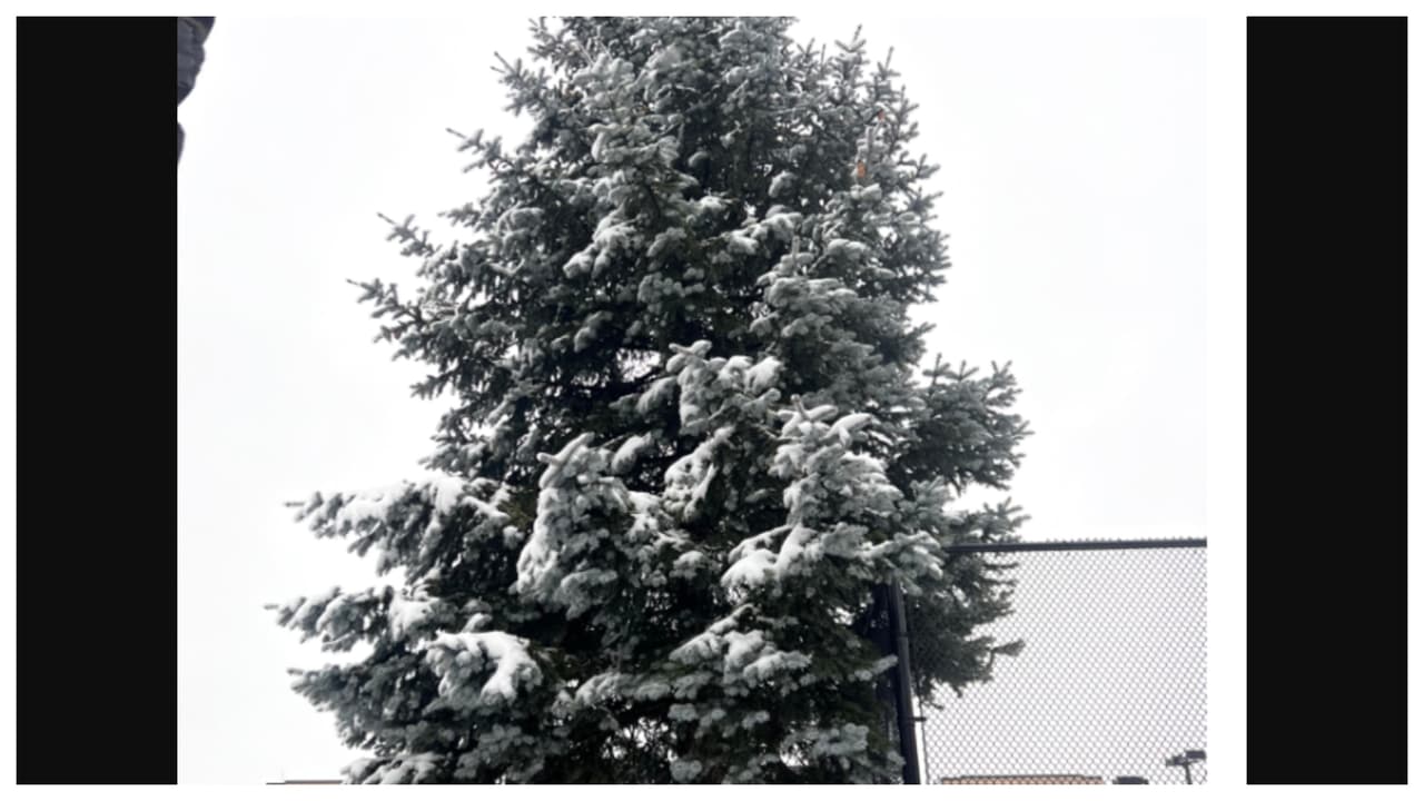 "Estaba caminando cerca de este parque y vi los pinos bellísimos cubiertos de nieve, me gusta tomar fotos y lo hice". Autor: Berta S.