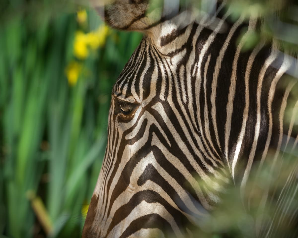 ¿Sabías que las rayas de las zebras son el equivalente a las huellas de los humanos?
