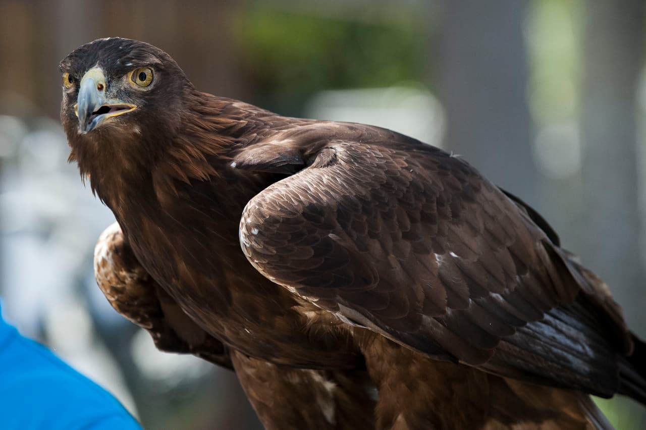 El show de aves fue uno de los favoritos durante el Festival de los Niños 2017