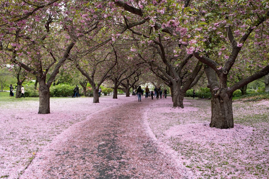 <b>Jardín Botánico de Brooklyn</b>
<br>
<b>Dirección: </b>990 Washington Ave.
<br>Debido a que cuenta con más de 300 de estos árboles, el Jardín botánico de Brooklyn no solo es uno de los 5 mejores lugares para verlos, 
<b>es uno de los más concurridos. </b>
<br>