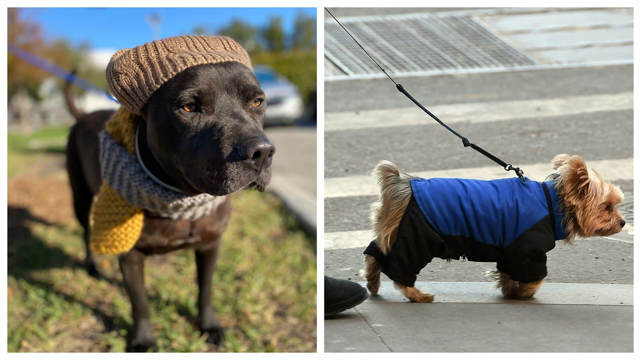 Con el frío que llegará al sur de Florida, autoridades dan consejos para cuidar a mascotas y animales.