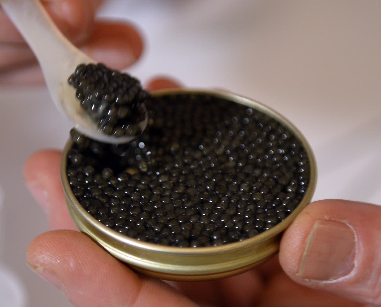 Un empresario que creo un app para ahorrar dinero gasta más de 34 mil dólares en caviar, que usa para alimentar a su exigente gato.