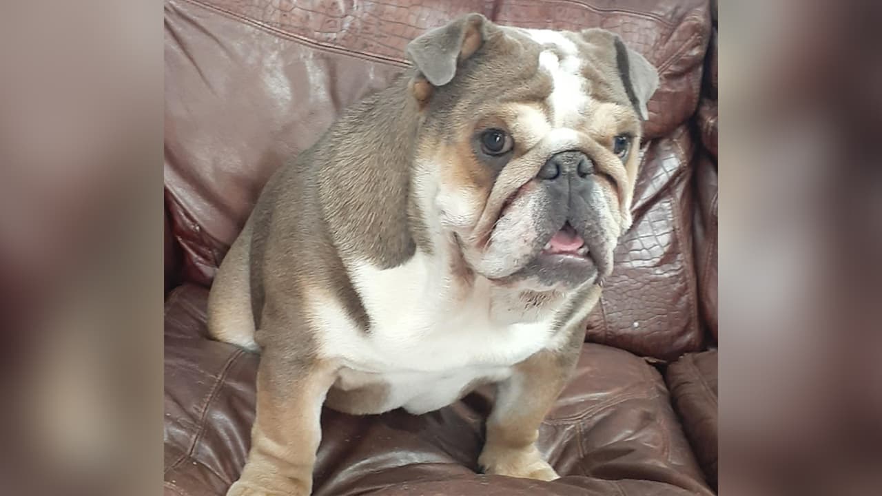 <b>Karla Santillan</b>: Ella es Sasha, tiene 9 meses de edad y en esta foto se subió sola al sillón, para después ponerse a ladrar porque no podía bajarse.