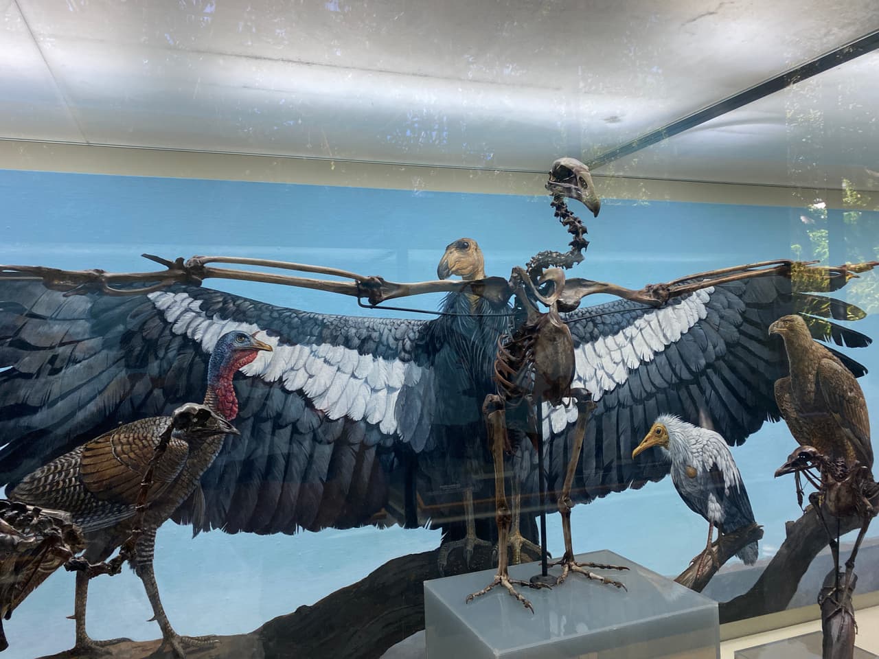 Fósiles de aves también son parte de la muestra. Águilas, cóndor, aves de carroña y hasta el pavo americano. Algunas de las especies no necesitaron evolucionar mucho para adaptarse a los cambios en el planeta.